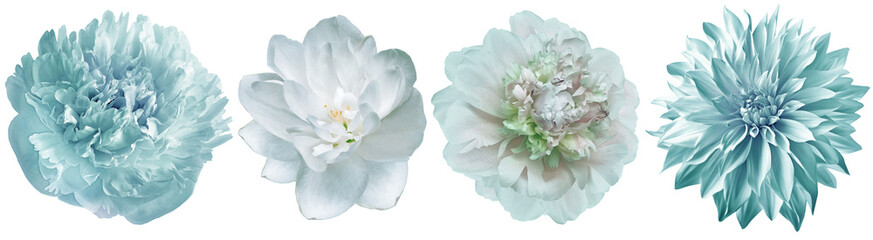 Set  peonies  flowers   on  isolated background with clipping path. Closeup.  Transparent background. Nature.
