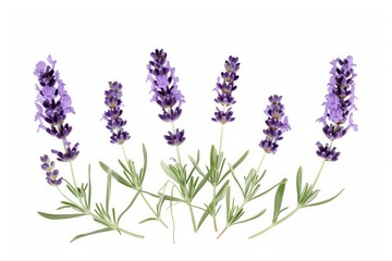 Lavender flowers isolated on white background . photo on white isolated background