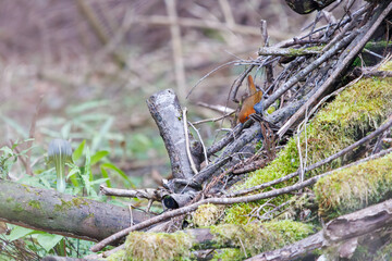 餌を探して林を飛び回る可愛いコマドリ（ヒタキ科）。

日本国神奈川県相模原市、早戸川林道にて。
2024年4月13日撮影。

Lovely Japanese Robin (Luscinia akahige, family comprising Charadriidae) flit about the woods in search of food.

At Hayatogawa forest ro
