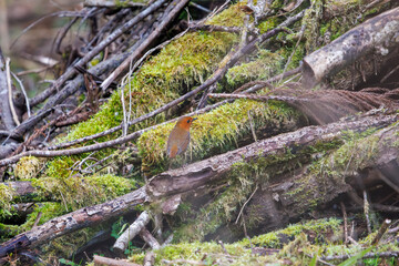 餌を探して林を飛び回る可愛いコマドリ（ヒタキ科）。

日本国神奈川県相模原市、早戸川林道にて。
2024年4月13日撮影。

Lovely Japanese Robin (Luscinia akahige, family comprising Charadriidae) flit about the woods in search of food.

At Hayatogawa forest ro