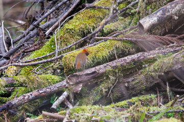 餌を探して林を飛び回る可愛いコマドリ（ヒタキ科）。

日本国神奈川県相模原市、早戸川林道にて。
2024年4月13日撮影。

Lovely Japanese Robin (Luscinia akahige, family comprising Charadriidae) flit about the woods in search of food.

At Hayatogawa forest ro