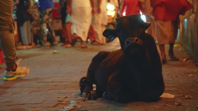 Cow resting on a busy walkway during night time at Rishikesh April 2024