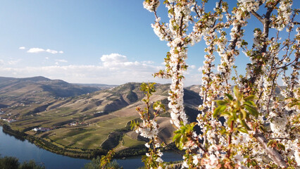 Almond tree blooming - obrazy, fototapety, plakaty