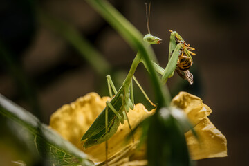 Mantis at hunt, holdinga wasp