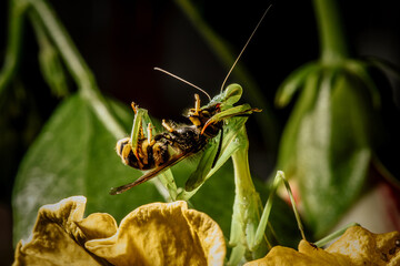 Mantis at hunt, Killing a wasp