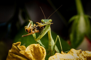 Mantis at hunt, eating a wasp