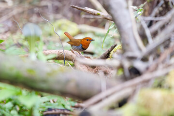 餌を探して林を飛び回る可愛いコマドリ（ヒタキ科）。

日本国神奈川県相模原市、早戸川林道にて。
2024年4月13日撮影。

Lovely Japanese Robin (Luscinia akahige, family comprising Charadriidae) flit about the woods in search of food.

At Hayatogawa forest ro