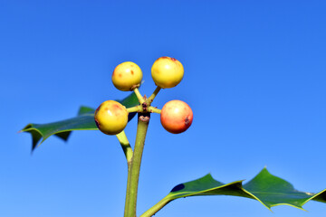 Green or unripe fruits of holly (Ilex aquifolium) with a blue sky