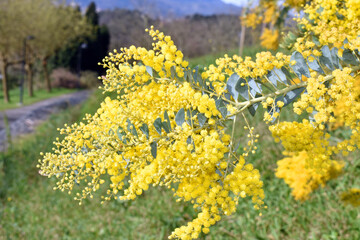 Flowers of the knife-leaf wattle (Acacia cultriformis)