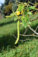 Fruits of the glandular senna (Senna multiglandulosa)