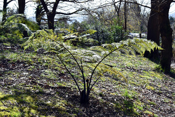 The fern Sphaeropteris excelsa (or Cyathea brownii) grown in a park