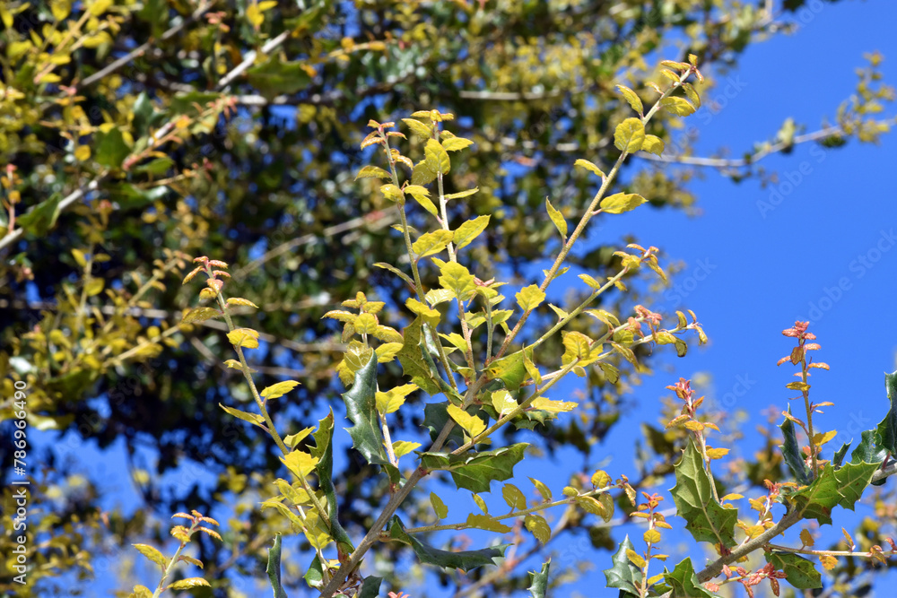 Poster New leaves of the California live oak (Quercus agrifolia)