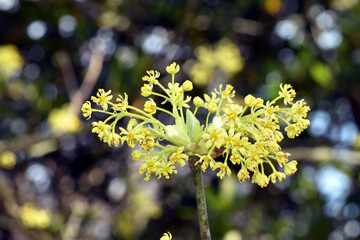Flowers of the sassafras tree (Sassafras albidum)