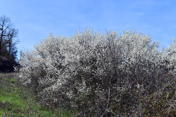 Live hedge formed by flowering blackthorns (Prunus spinosa) - obrazy, fototapety, plakaty