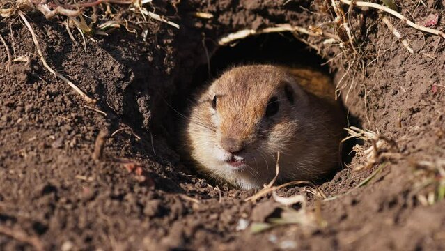 Funny gopher looks out of the hole, little ground squirrel or little suslik, Spermophilus pygmaeus is a species of rodent in the family Sciuridae. Suslik in wildlife. Slow motion video