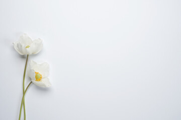 Beautiful white anemone flowers isolated on a white background. Top view, flat lay. Space for text.