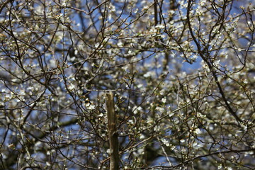 nature normande