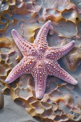 A pink starfish resting on a bed of seaweed. Suitable for marine life concepts