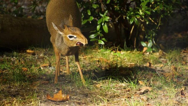 Close up of a Dik-dik antelope chewing on a chestnut