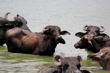 close up shot of buffalo italian buffalo and indian buffalo at water lake