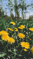 yellow dandelions on a meadow