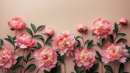 A minimalistic display of pale pink peonies arranged in a thin vertical line along the left side of a soft beige background, designed with simplicity and significant negative space. - obrazy, fototapety, plakaty