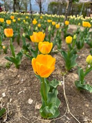 아름다운 봄의 꽃