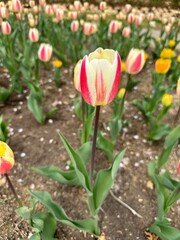 아름다운 봄의 꽃