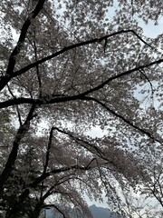 아름다운 봄의 꽃