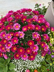 아름다운 봄의 꽃