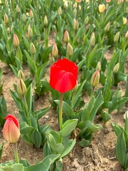 아름다운 봄의 꽃