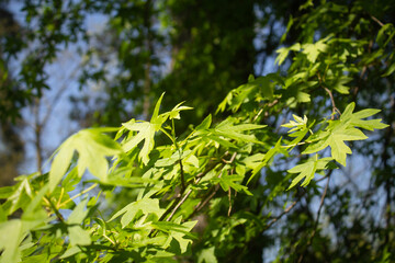 large beautiful carved leaves on a branch