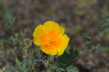 Obraz premium ハナビシソウ