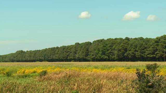 Blue Sky And Lush Field At Blackwater National Wildlife Refuge, Maryland, United States - Tilt Down