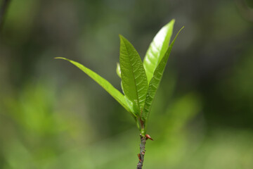 ホソバイヌビワの若葉
