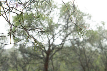 Leaves of a pine tree wet by the rain