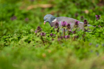 the wood pigeon walking in park meadow and look for a food