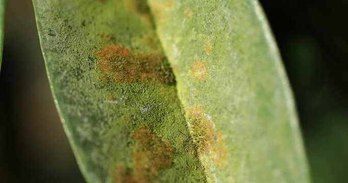 Close-up of green leaves with Agal Spot, illness of Durian in the plantations,Durian disease ,in the durian garden causing by Cephaleuros virescense

