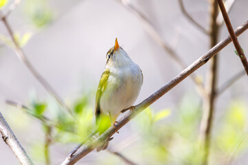 さえずる可愛いセンダイムシクイ（ムシクイ科）。

日本国神奈川県相模原市、早戸川林道にて。
2024年4月13日撮影。

Lovely Eastern Crowned Warbler (Phylloscopus coronatus, family comprising Warbler) in chirping.

At Hayatogawa forest road, Sagamihara, Kan