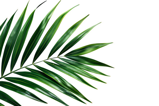Green palm leaf isolated. PNG file with transparency. Generative Ai 