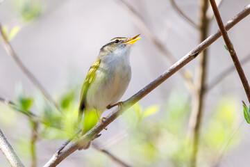 さえずる可愛いセンダイムシクイ（ムシクイ科）。

日本国神奈川県相模原市、早戸川林道にて。
2024年4月13日撮影。

Lovely Eastern Crowned Warbler (Phylloscopus coronatus, family comprising Warbler) in chirping.

At Hayatogawa forest road, Sagamihara, Kan