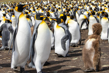 King Penguins (Aptenodytes patagonicus) in a colony.	
