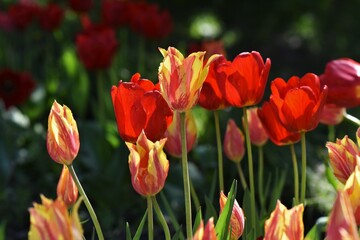 red and yellow tulips