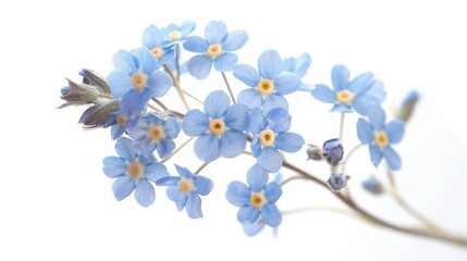 Fototapeta premium Close up of beautiful blue flowers, perfect for nature backgrounds