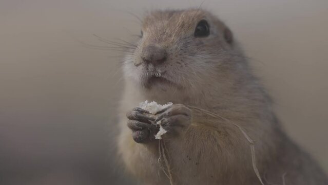 Portrait of Funny gopher in wildlife, little ground squirrel or little suslik, Spermophilus pygmaeus is a species of rodent in the family Sciuridae. ProRes 422, 10 bit ungraded C-LOG, Slow motion