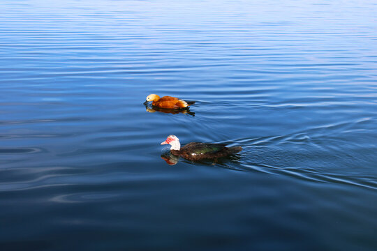 Ruddy shelduck and Muscovy duck are swimming in the blue lake together. 
