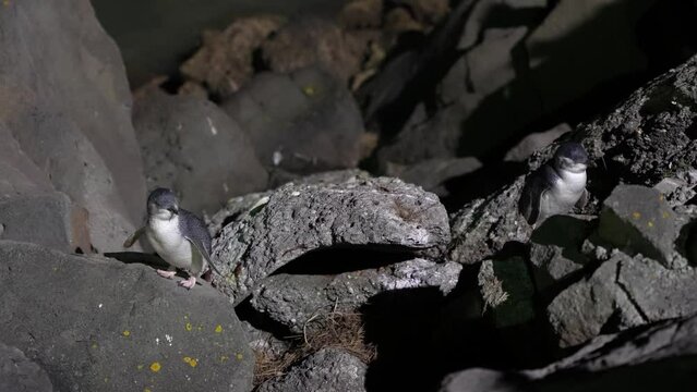 The little blue penguin or korora on the rocky shores in Timaru New Zealand.