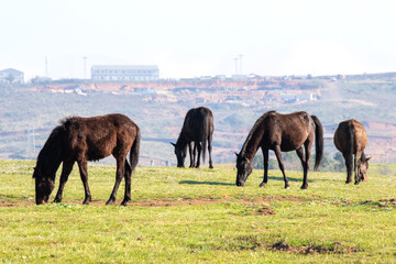 Horses on deforested construction site background. Animal. Herd of wild horses. Horizontal photo....