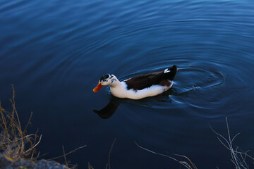 Single ancona duck is swimming in the blue lake. 