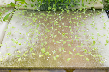 Closeup lettuce and Chinese celery seedling with Hydroponic system, vegetable garden, agriculture concept